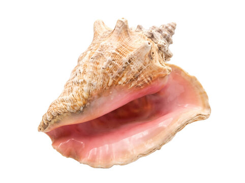 Large Pink Queen Conch Sea Shell