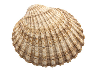 Detailed Ribbed Cockle Shell Isolated © Frodo