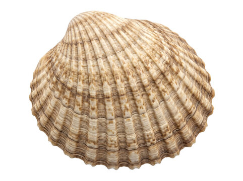 Detailed Ribbed Cockle Shell Isolated