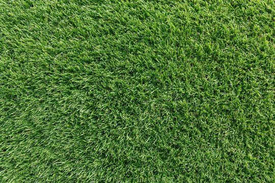 The Grass Carpet Closeup of Lush Green Blades in Morning Light