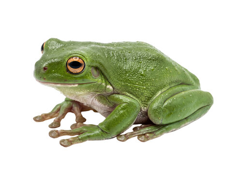 Australian Green Tree Frog Isolated