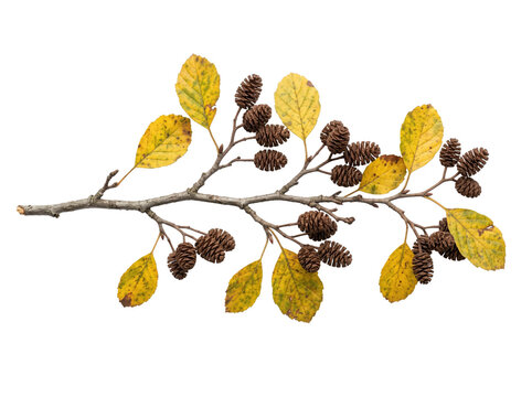 Autumn Alder Branch With Yellow Leaves