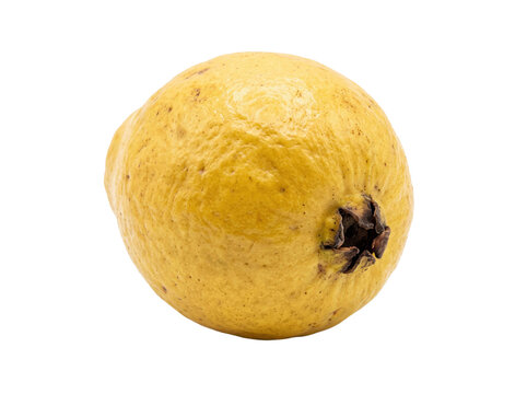 Ripe Yellow Guava Fruit Isolated