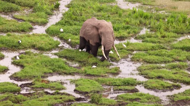 A group of African elephants gathered in shallow water, viewed from above in Amboseli National Park, Kenya, surrounded by the natural savanna landscape.