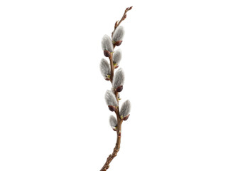 Single Pussy Willow Branch Isolated © Frodo