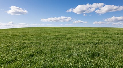 Obraz premium Wide grassy field stretching to a gently rolling horizon under a blue sky with scattered clouds
