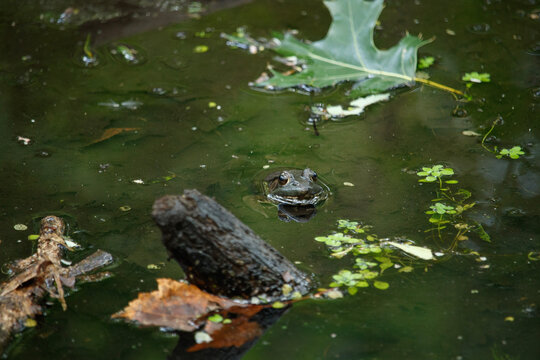 American Bullfrog Peeking Its Head Out Of The Water