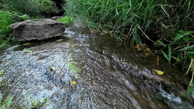 Clear shallow creek flows through tall green grass, fresh moving water, peaceful natural landscape and scenic outdoor environment.