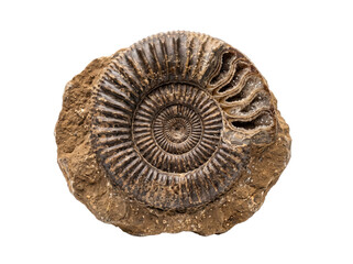 Spiral Ammonite Fossil Specimen © Frodo