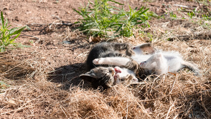 Small kittens play-fighting. © LaSierragPhotoGraphy