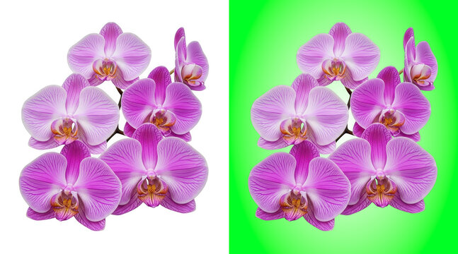Vibrant pink orchid flowers bouquet on green background