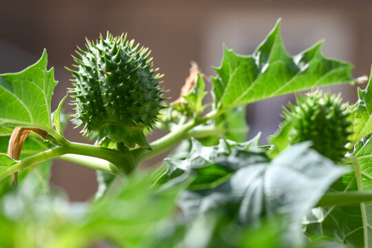 L'image montre le fruit &eacute;pineux et le feuillage d'une plante toxique, le datura stramoine (Datura stramonium), &eacute;galement connu sous le nom d'herbe du diable