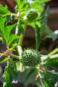L'image montre le fruit &eacute;pineux et le feuillage d'une plante toxique, le datura stramoine (Datura stramonium), &eacute;galement connu sous le nom d'herbe du diable