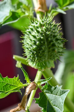 L'image montre le fruit &eacute;pineux et le feuillage d'une plante toxique, le datura stramoine (Datura stramonium), &eacute;galement connu sous le nom d'herbe du diable