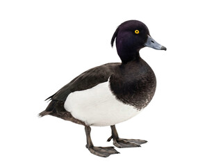Fototapeta premium Tufted Duck Standing on White Background