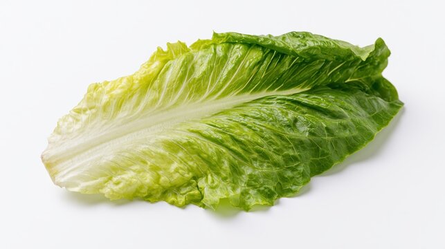 Single fresh romaine lettuce leaf on white background