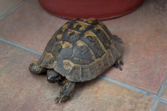 Mediterranean Land Tortoise Walking on a Tiled Patio
