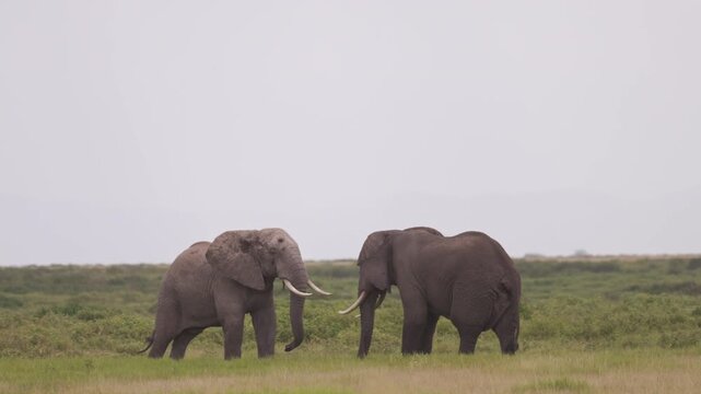 Two African elephants engaged in a physical confrontation in Amboseli National Park, Kenya, displaying natural territorial and social behavior.