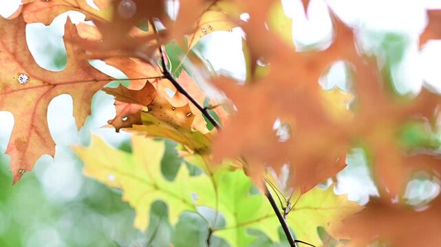 Slow motion back lit leaves hand held bokeh selective focus video, b roll movement, focus puling