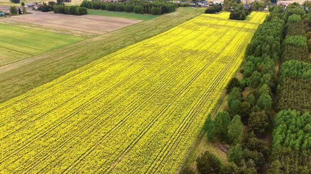 Bright yellow canola field in rural countryside