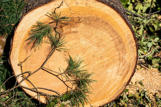 a felled pine tree