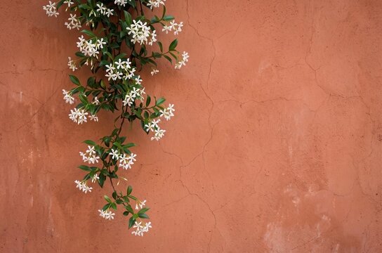 White jasmine flowers cascading against a textured terracotta wall  