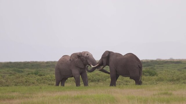 Two African elephants engaged in a physical confrontation in Amboseli National Park, Kenya, displaying natural territorial and social behavior.