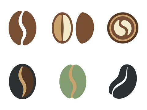 Coffee bean anatomy vector illustration showing different stages, sections, and roasting