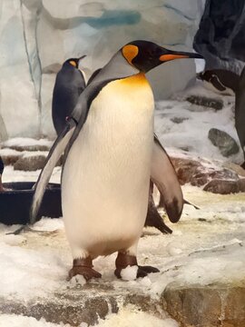 King Penguin Standing on Snow and Ice