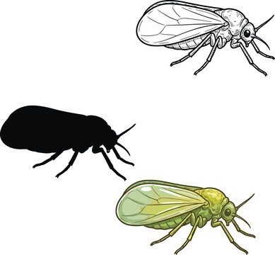 Winged Termite Insect Collection with Detailed Line Art, Green Illustration and Black Silhouette Isolated on White Background