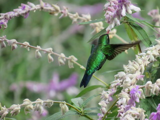 Glittering-bellied emerald hummingbird feeding on flower nectar in Brazil © Suzanne