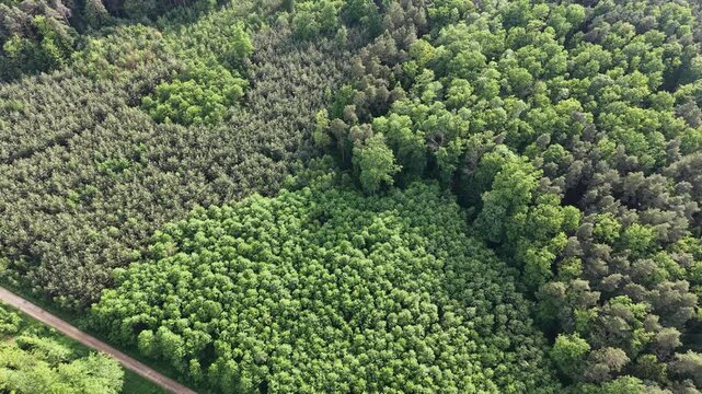 Sunlit forest canopy with dense green trees