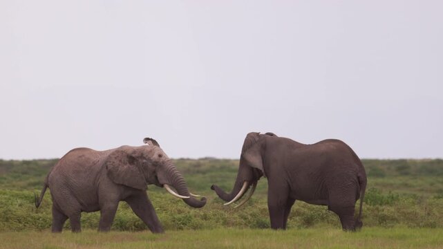 Two African elephants engaged in a physical confrontation in Amboseli National Park, Kenya, displaying natural territorial and social behavior.