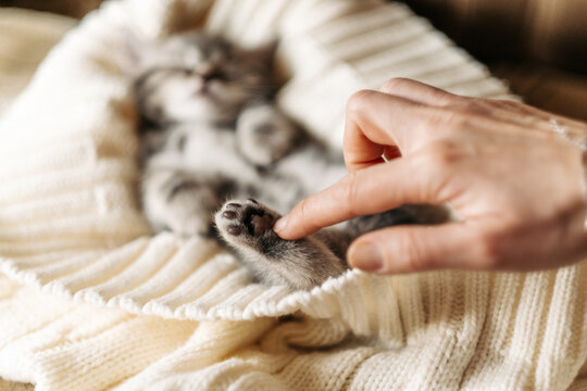 Woman hand touching cute sleeping kitten paw on soft knitted blanket in cozy home atmosphere