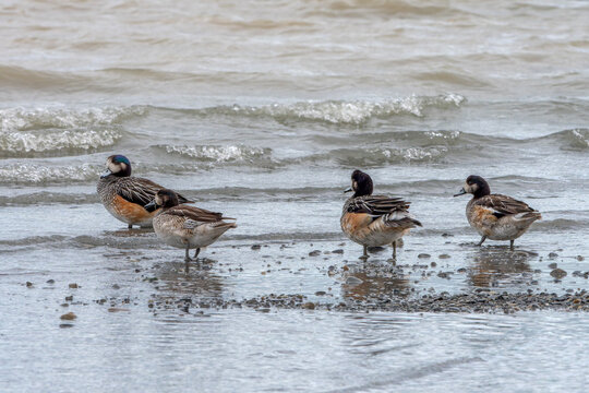 Chiloe Wigeons (Mareca sibilatrix) standing on a rocky shorline in Patagonia, Chile. 