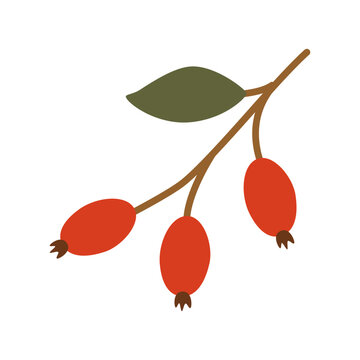 Autumn rose hips in a flat style for herbal tea packaging design, botanical illustrations, greeting cards, and nature-themed layouts.