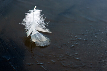 Poetic close-up photograph of a soft white bird feather resting on smooth dark blue ice. Minimalist conceptual background for lightness, delicacy, vulnerability, bird migration, winter nature © Olga Lyubochkina