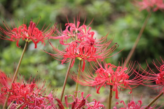 Close-Up of Red Spider Lily, Lycoris radiata