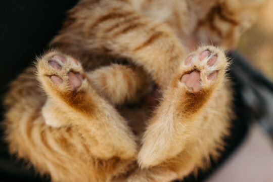 Close-up of cute ginger kitten paws with pink pads lying on back, cozy pet macro shot.