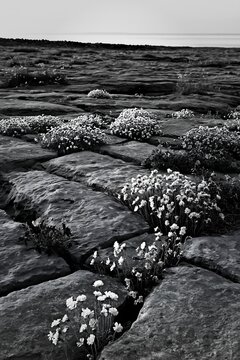 Meadow with campion flowers by the shore