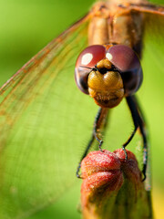 Macro profile portrait of a red dragonfly head sitting on a plant © Aliaksandr