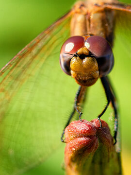 Macro profile portrait of a red dragonfly head sitting on a plant