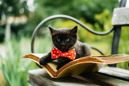 Cute black kitten in red polka dot bow tie sitting on open vintage book on wooden bench outdoors.