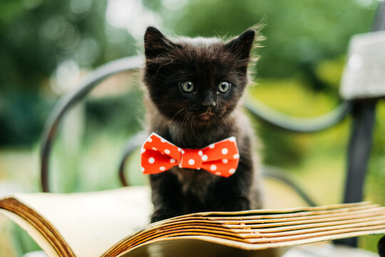 Cute black kitten in red polka dot bow tie sitting on open vintage book on wooden bench outdoors.