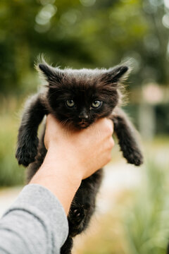 Cute fluffy black kitten with grey eyes being held by human hand outdoors, bokeh background