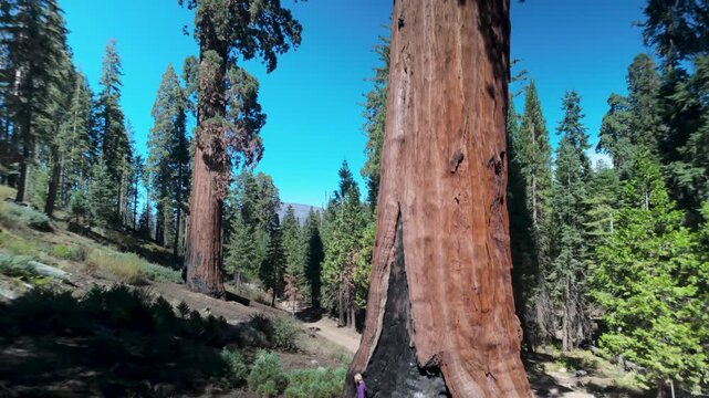 Senior woman touches and hugs the charred remains of sequoia trees in Sequoia National Monument, exploring the area.