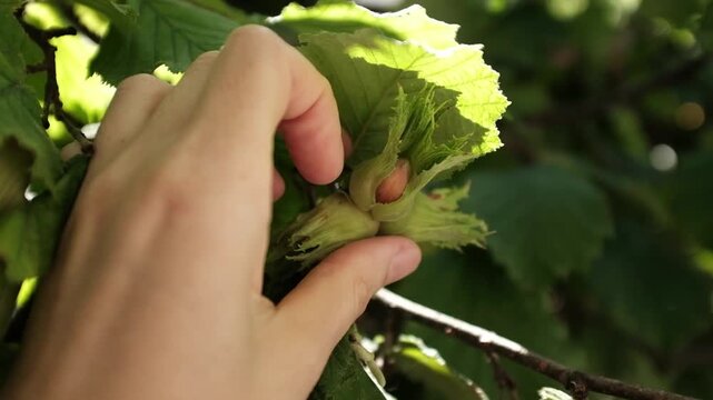 Close-up macro shot of a young green hazelnut growing on a tree branch, surrounded by lush leaves under warm sunlight. For agricultural projects, nature documentaries, organic food commercials.