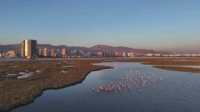 Aerial view  of Gediz Delta with flamingos and Izmir city, a major protected coastal wetland covering about 40,000 hectares at the confluence of the Gediz River and the Gulf of İzmir.