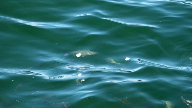 Gray mullets are eating bread parts on sea surface in two time slow motion