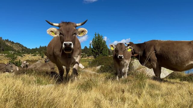 Herd of brown alpine cows with cowbells grazing on a high altitude mountain meadow in Andorra, Pyrenees, under a vivid blue sky with conifer trees and rocky landscape